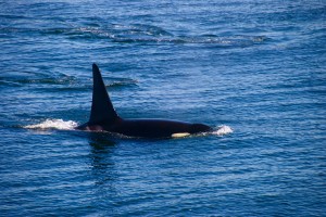 Orca