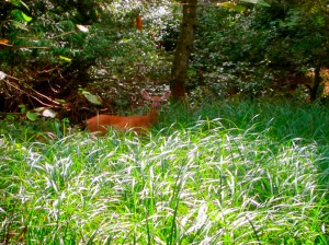 Deer by the road